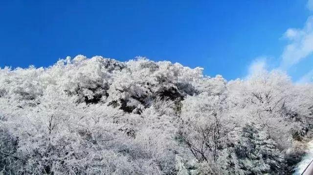 植物大战僵尸3
